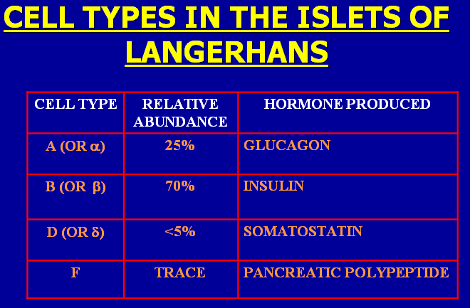 pancreas endocrine function