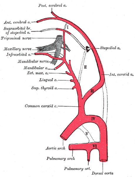 Common Carotid Artery – howMed