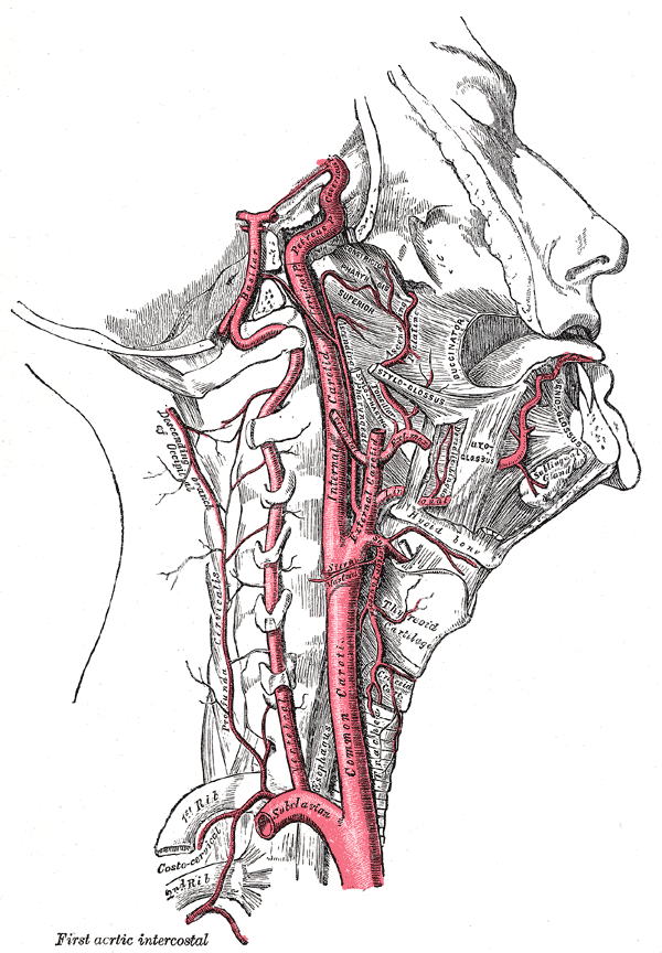 internal carotid and vertebral artery