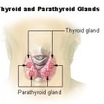 parathyroid