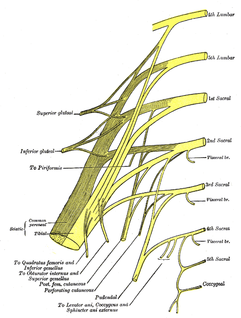 Sciatic Nerve – howMed