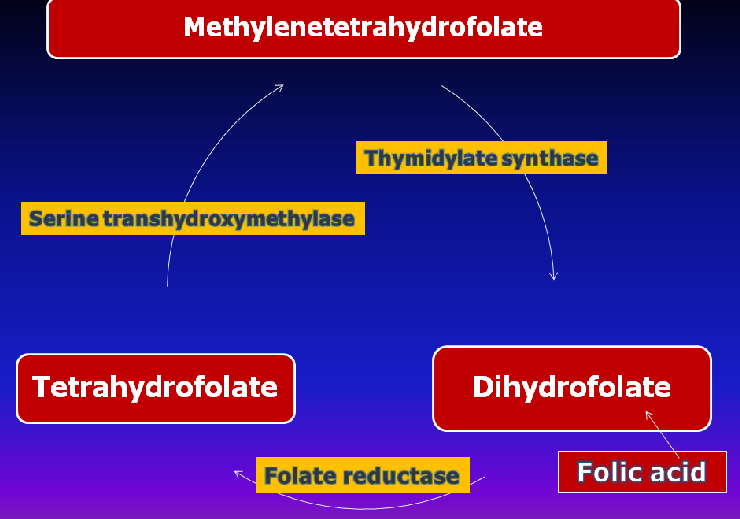 Folic Acid (Vitamin B9 or Pterylglutamic acid) howMed