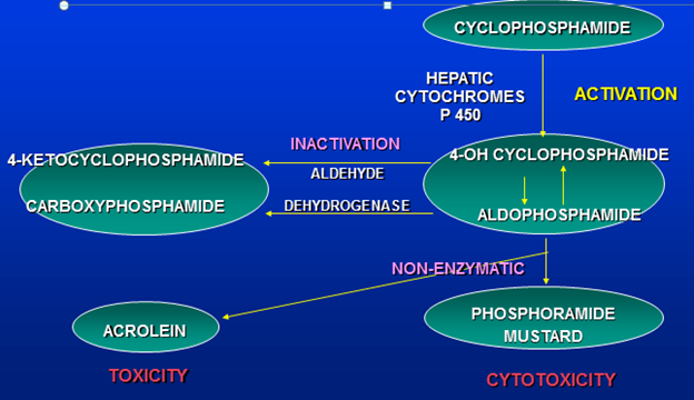 Cyclophosphamide, Alkylating Agent