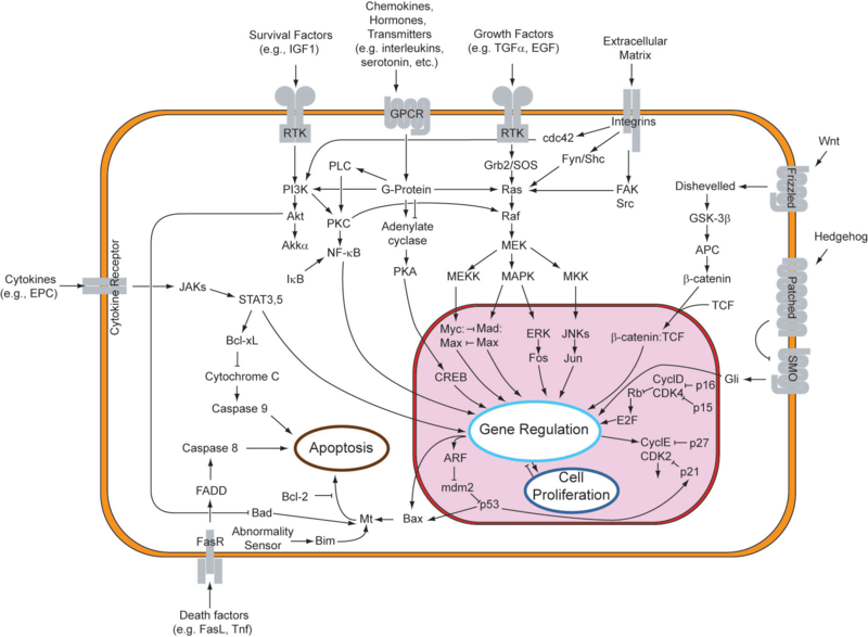 Apoptosis signal transduction pathways