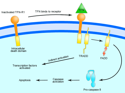 TNF signalling pathway