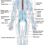 Drugs Acting on Autonomic Nervous System – howMed