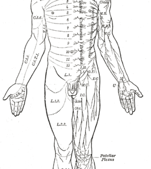 Acoustic Neuroma – howMed